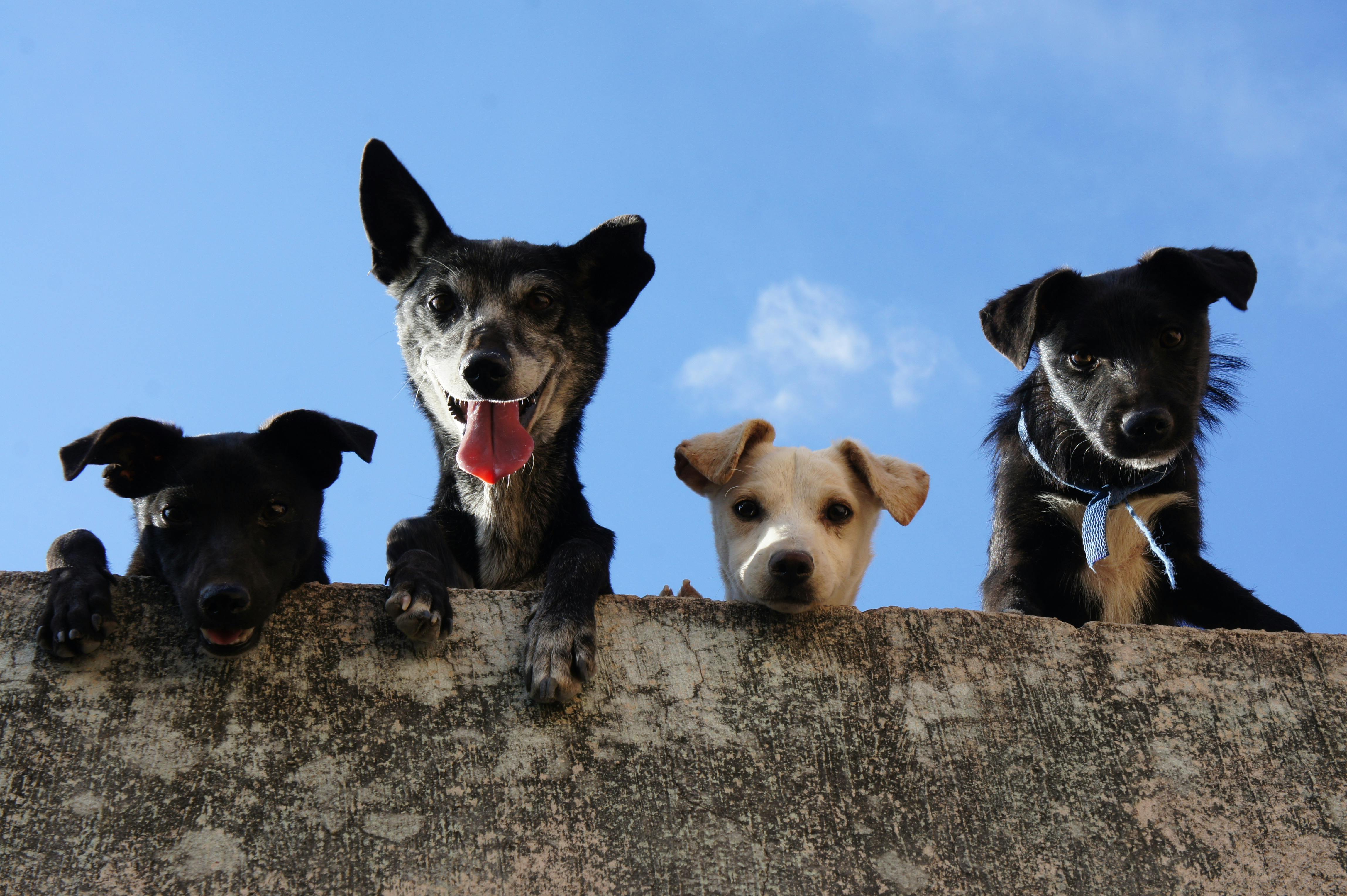 Gehört der Hund zu den Säugetieren?