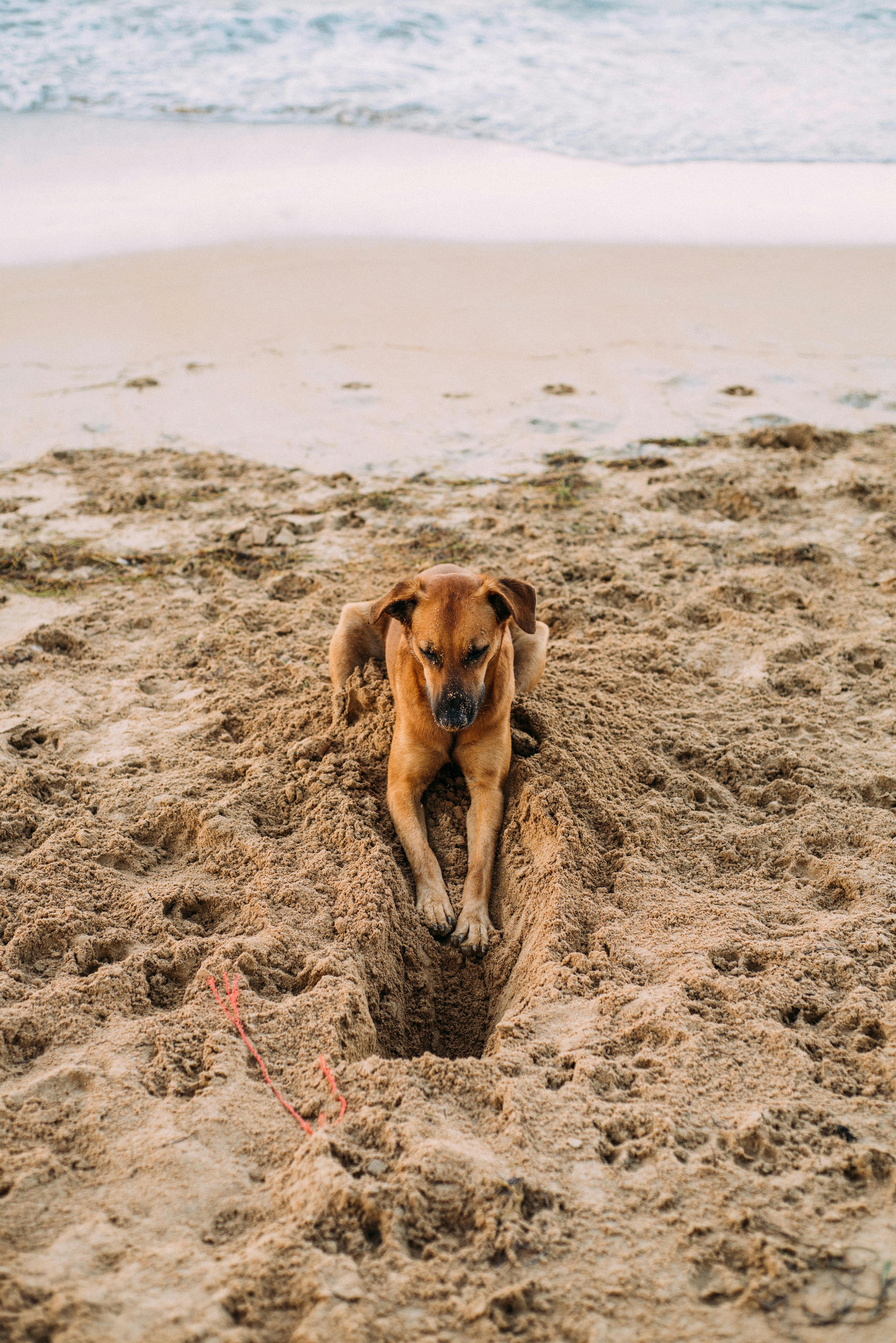 Ist es normal, wenn ein Hund im Garten gräbt?