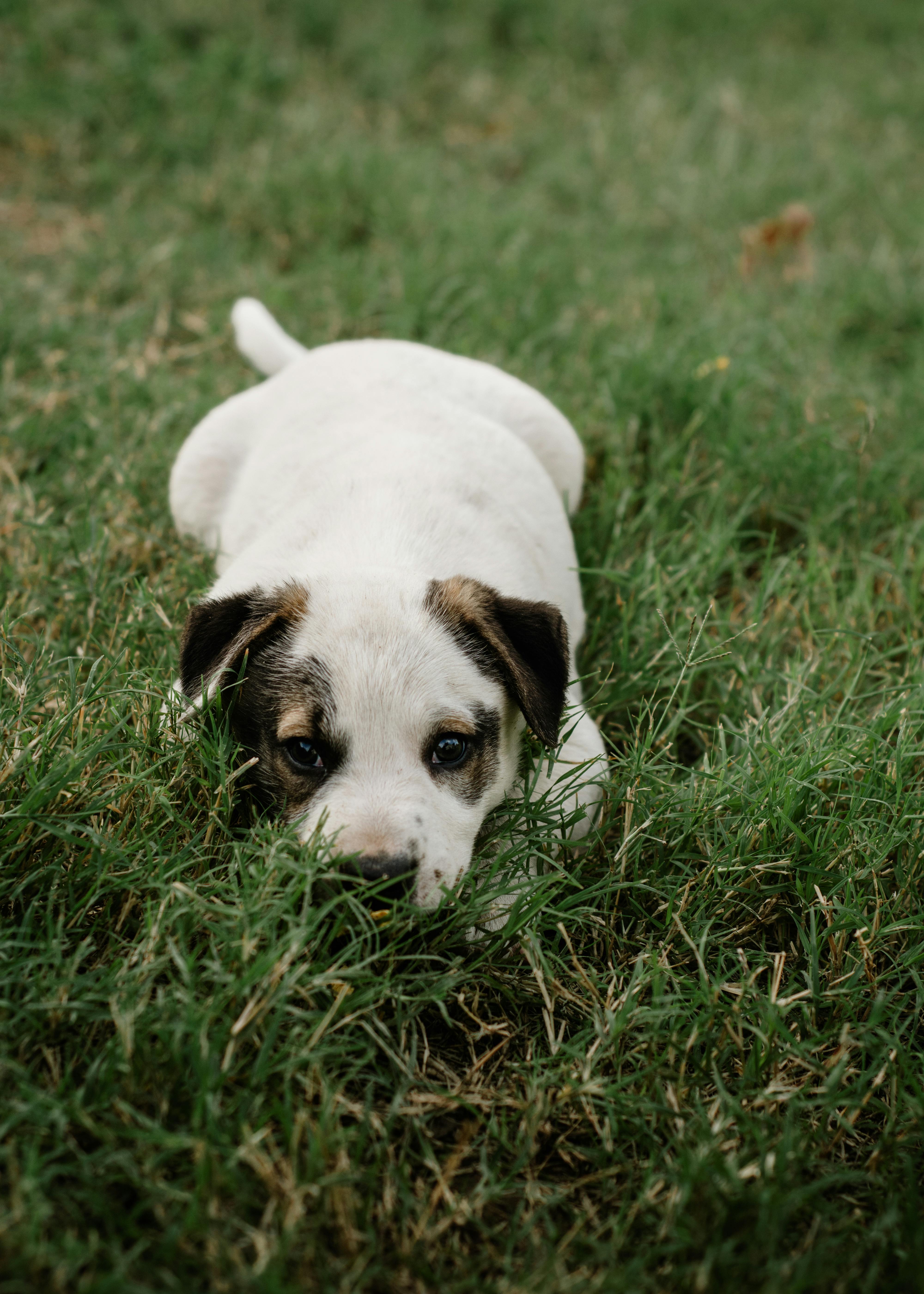 Warum zittert ein Hund und was kann man dagegen tun?