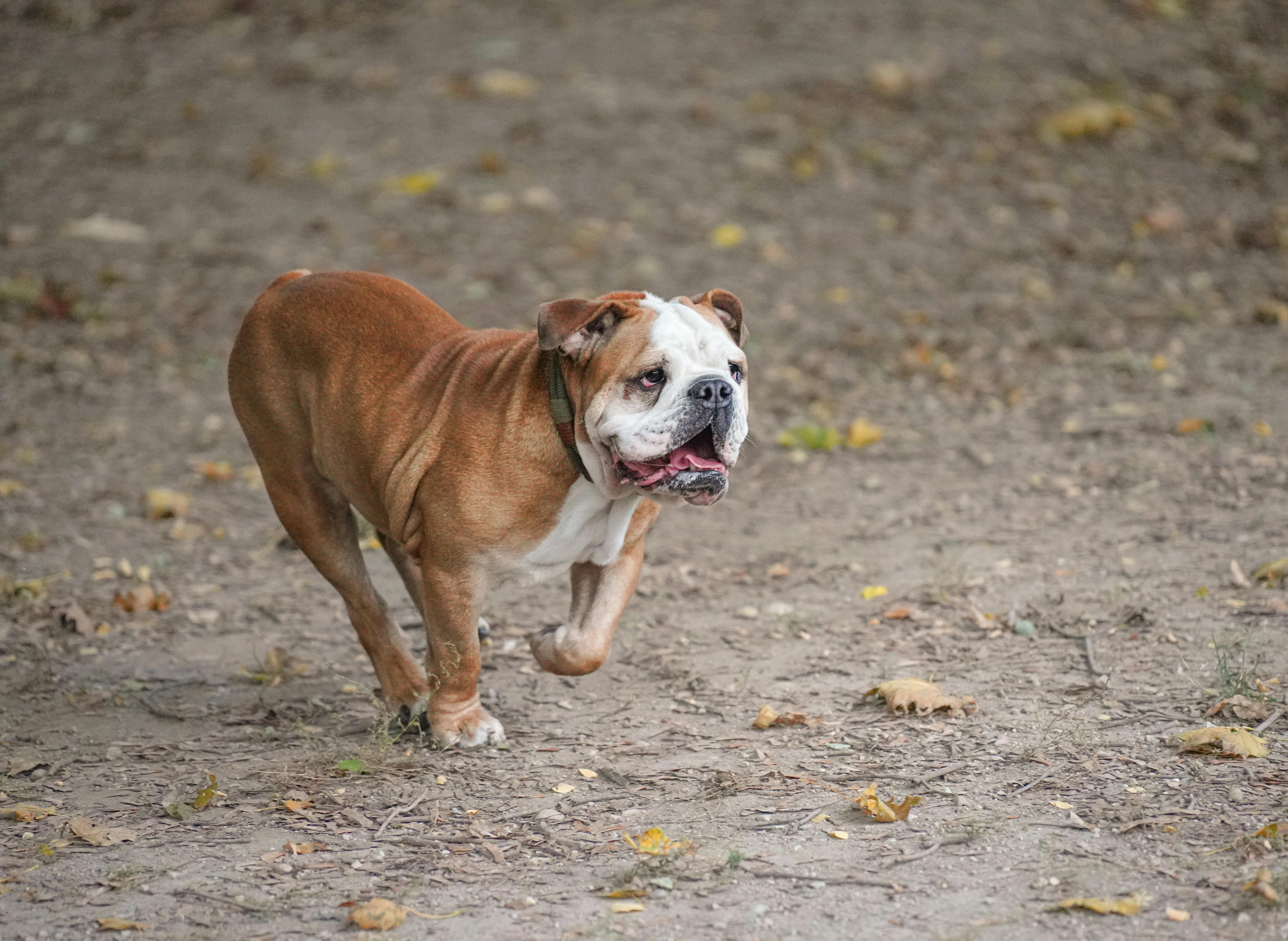 Was ist die normale Körpertemperatur eines Hundes?