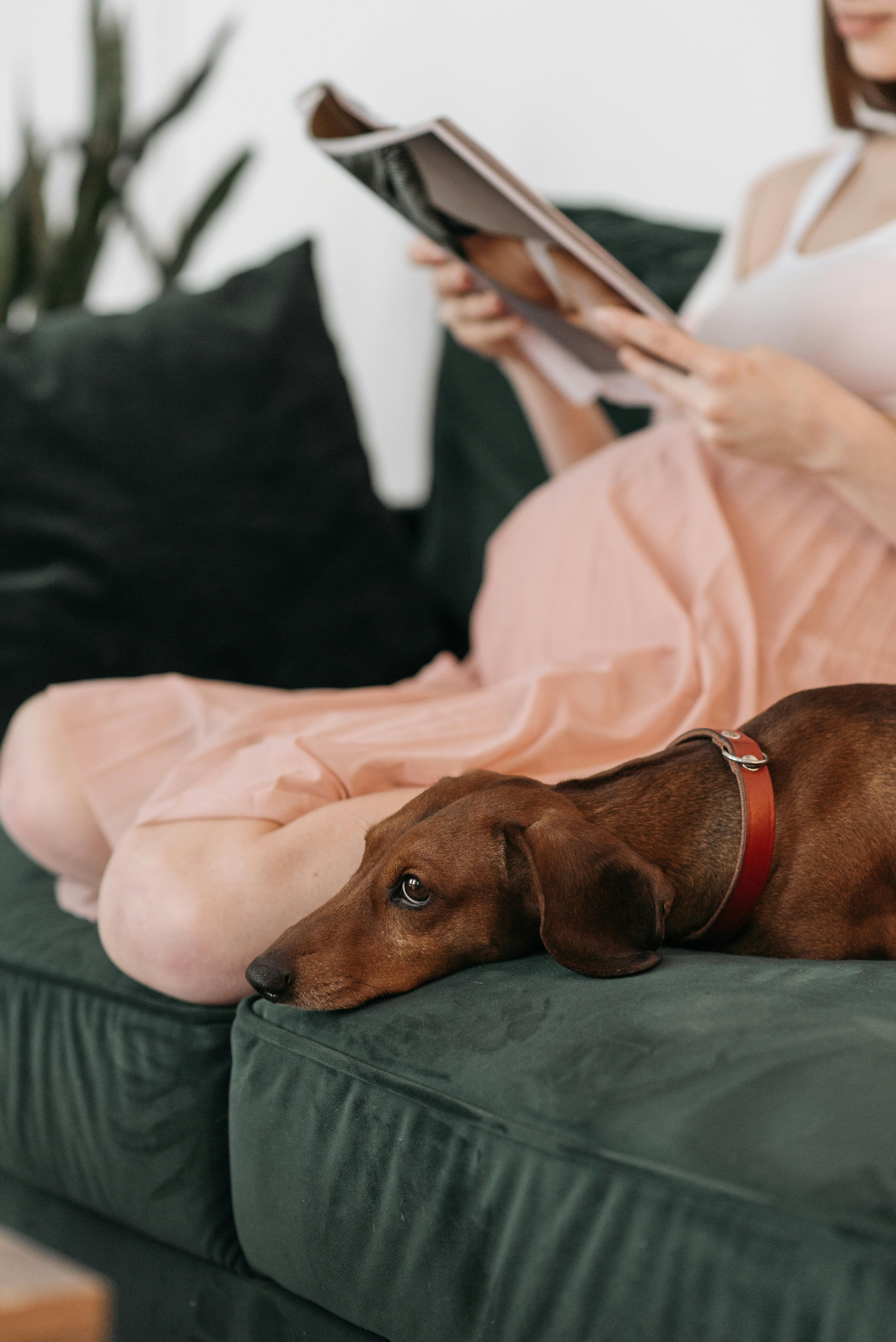 Welche Anzeichen gibt es dafür, dass ein Hund trächtig ist?