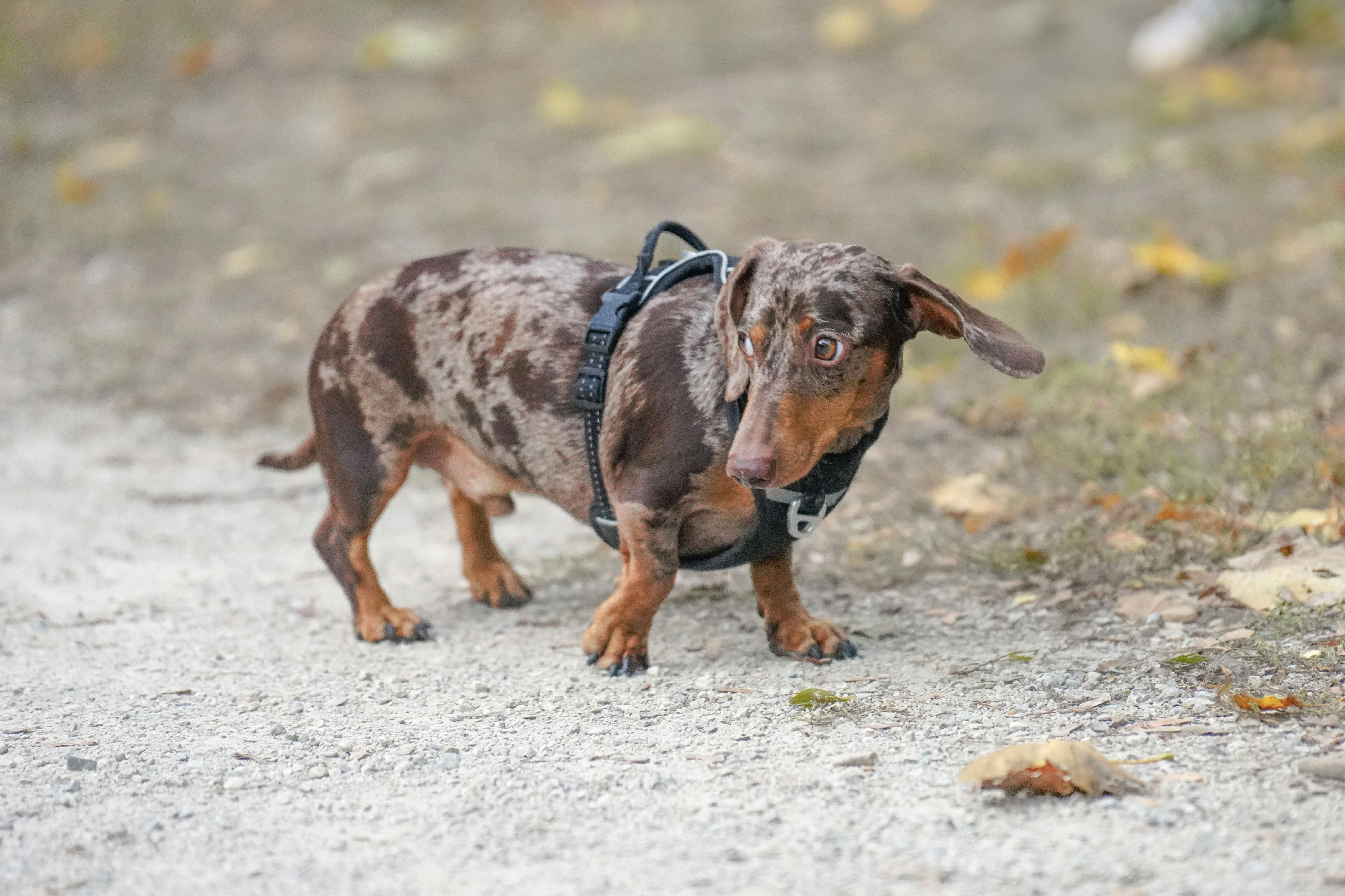 Wie trainiert man einen Hund, nicht an der Leine zu ziehen?