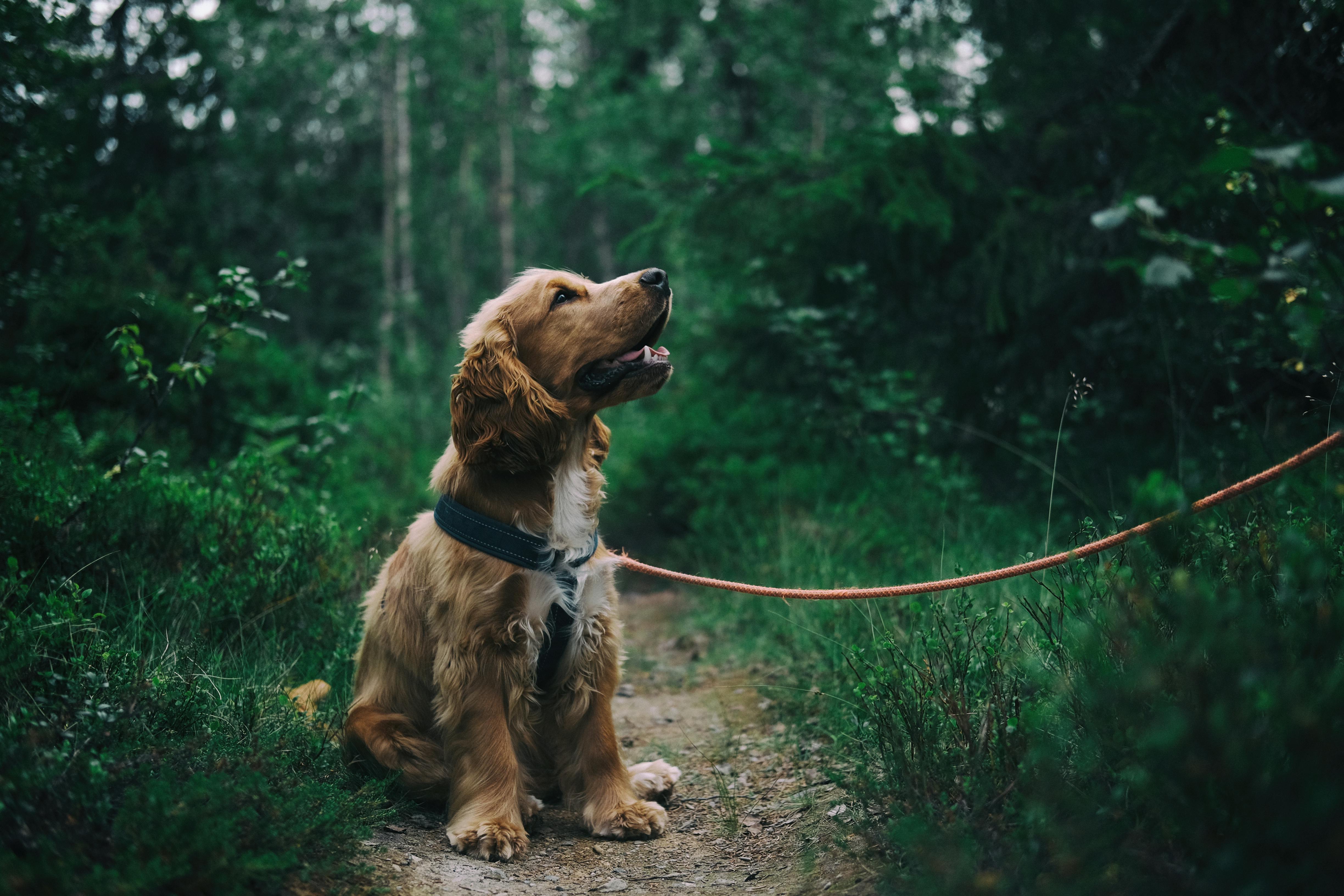 Wie kann man einem Hund abgewöhnen, an seinen Pfoten zu lecken?