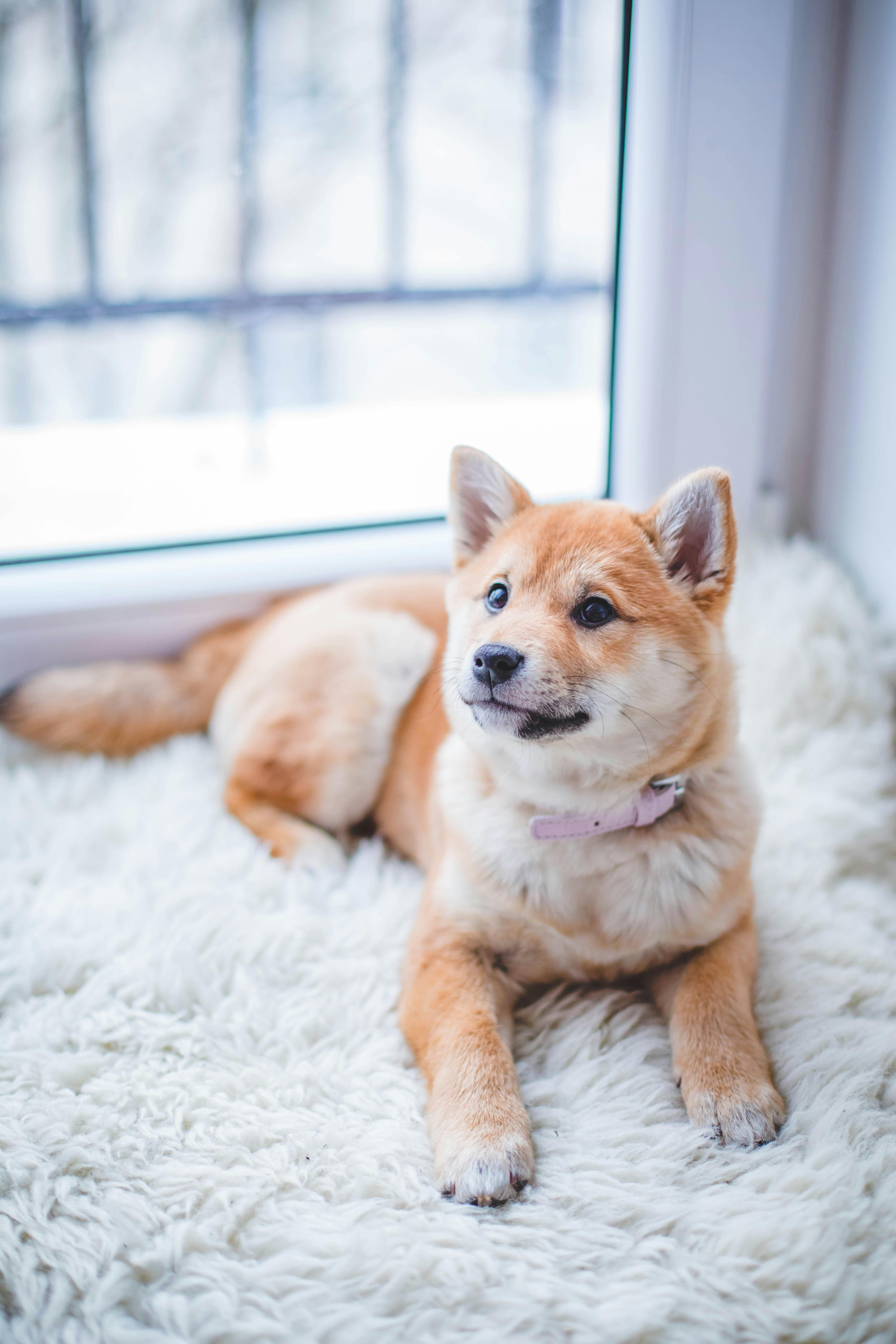 Wie trainiert man einen Hund, nicht an der Leine zu ziehen?